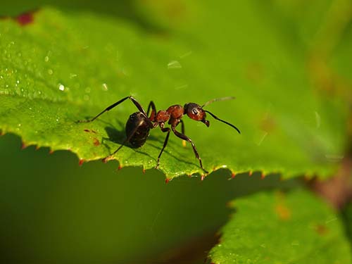 fire ant control