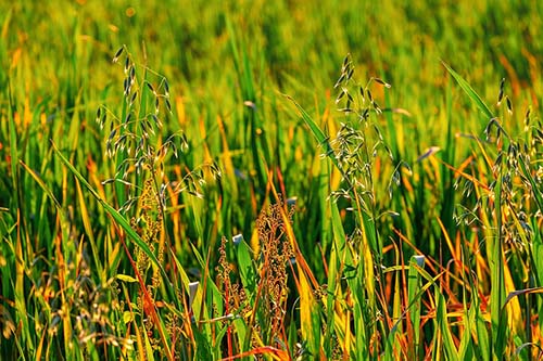 green grass and weeds