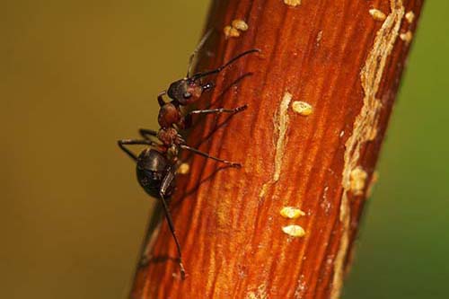 fire ant on the branch of tree